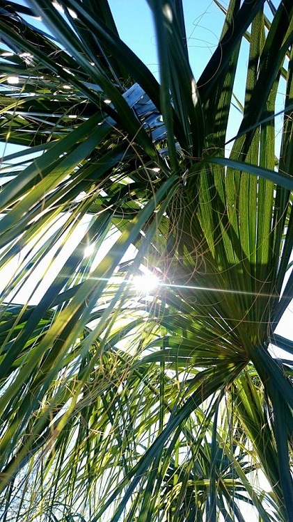 Le Sabal sous le soleil :)