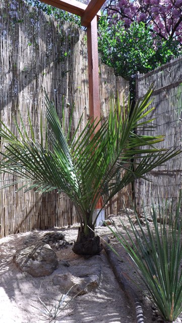 jubaea chilensis