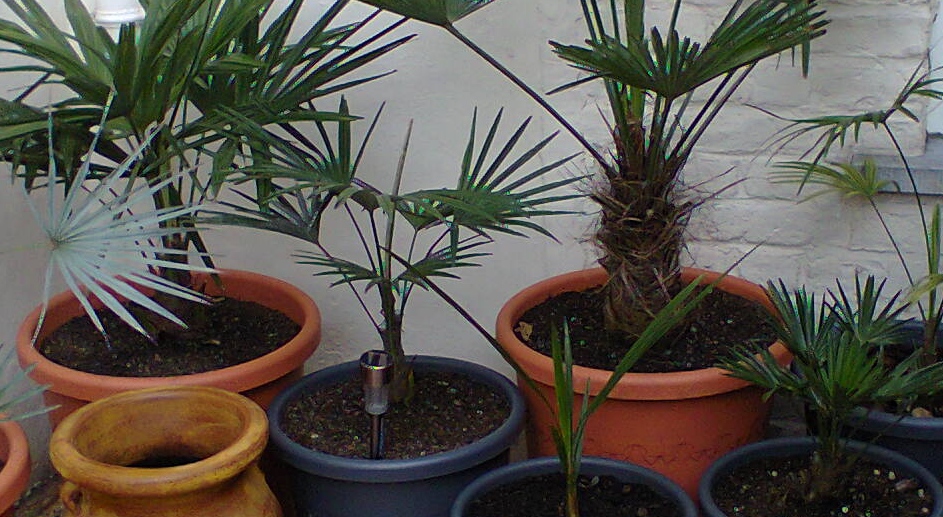 Trachycarpus Fortunei, FortuneiXprinceps, Fortunei var 'Wagnerianus' (petit et grand), Chamaerops humilis var 'Cerifera' et Butia catarinensis (plantule de cette année à suivre)
