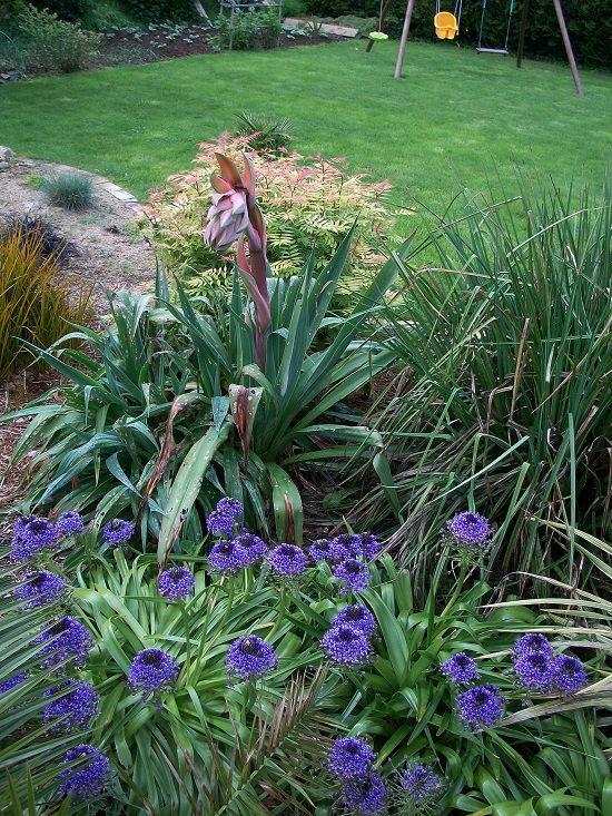 scilla du perou sous l'oeil d'une fleur de beschorneria.JPG