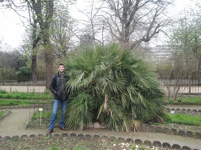 avril 2015 chamaerops humilis.jpg