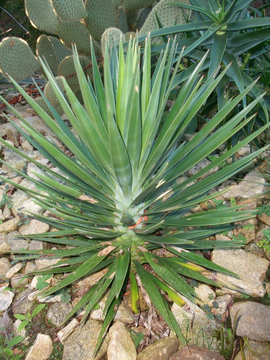 yucca aloifolia 2014.JPG