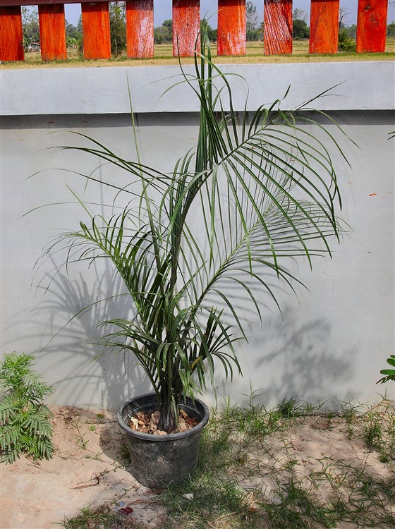 Dypsis decaryi (1) 2013-12-02.jpg