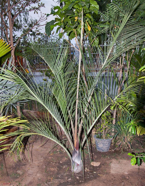 Dypsis decaryi (1) 2015-02-15.jpg