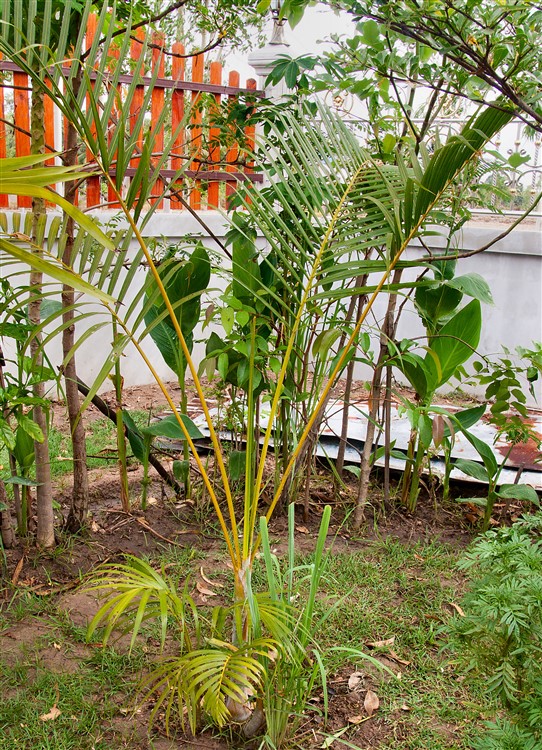 Dypsis lutescens 2014-06-07.jpg