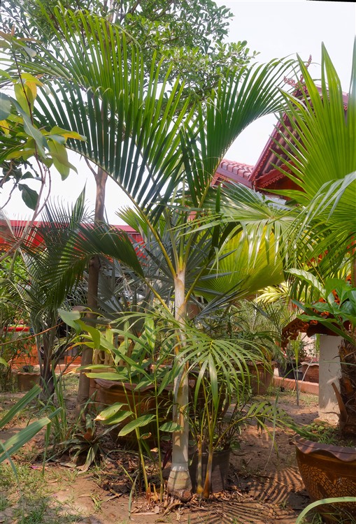 Dypsis lutescens 2015-03-07.jpg