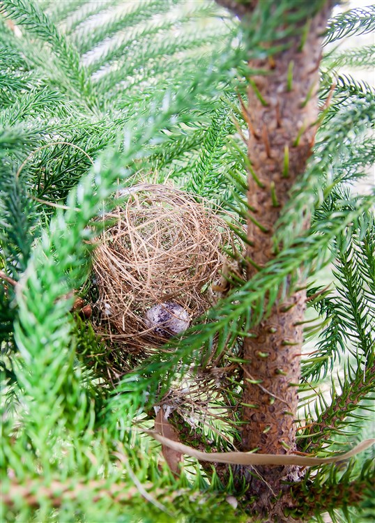Premier nid dans l'Araucaria.jpg