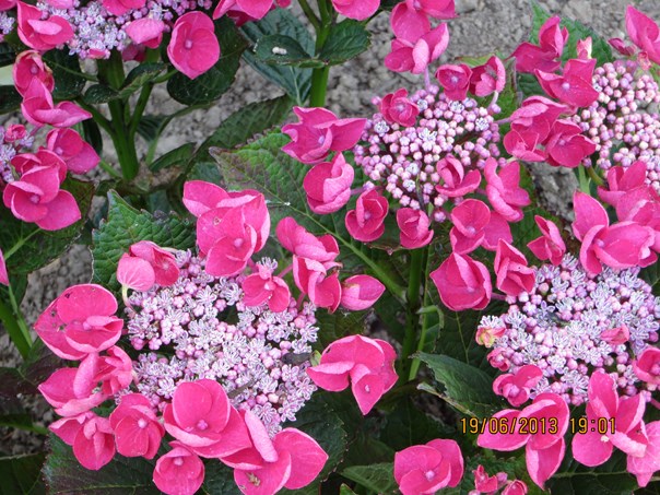 un nouvel hortensia de kesrisnel qui n' a pas encore de nom