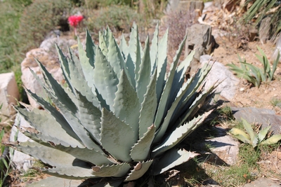 Agave dit megalacantha en 2015.jpg