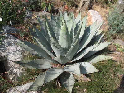 Agave dit megalacantha en 2011..jpg