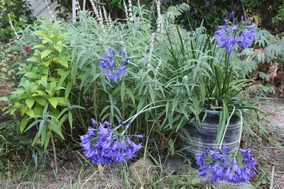 Agapanthe North Stern au sein groupe fleurs mauves..jpg