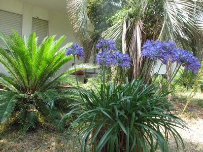 Agapanthe Blue Ocean et C.taitungensis.jpg