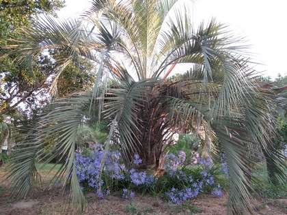 Agapanthe de fin d'été, New Blue.jpg