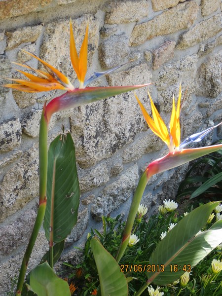 strelitzia reginae