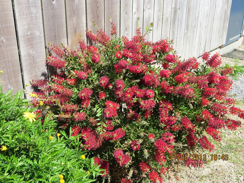 callistemon