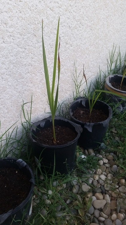 Butia capitata