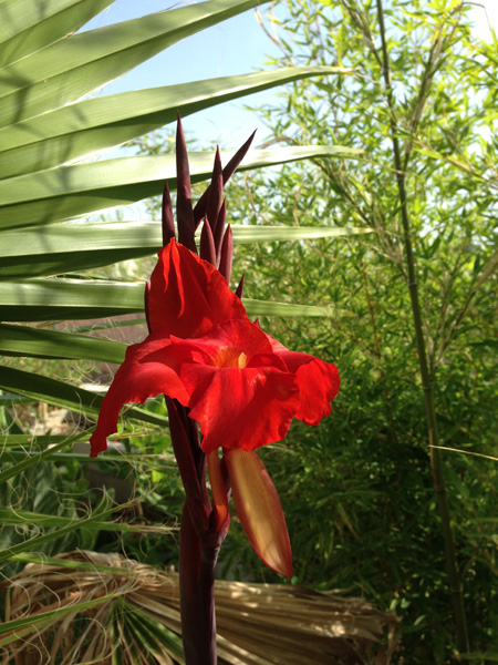 Canna &quot;australia&quot;