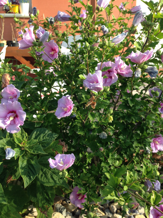 Hibiscus lavender chiffon