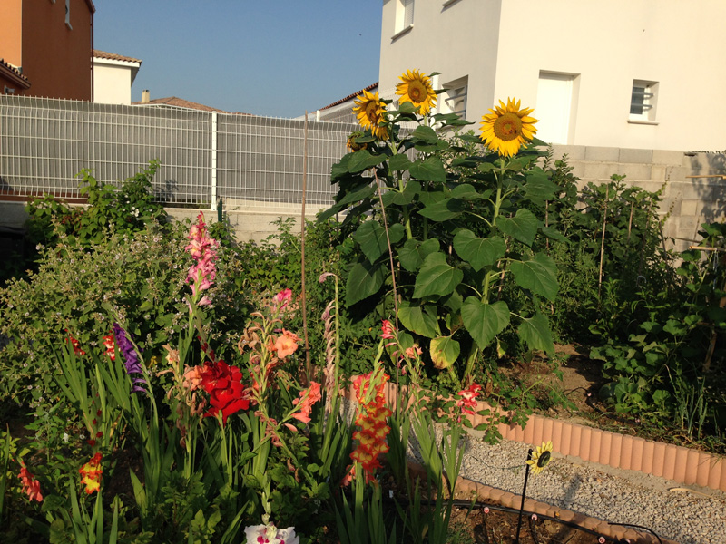 Le coin de ma fille, glaïeuls et tournesols