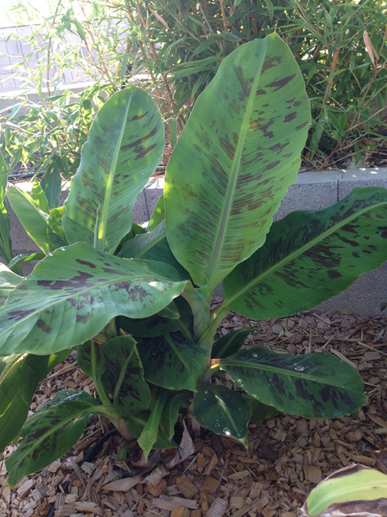 Musa Acuminata Dwarf cavendish