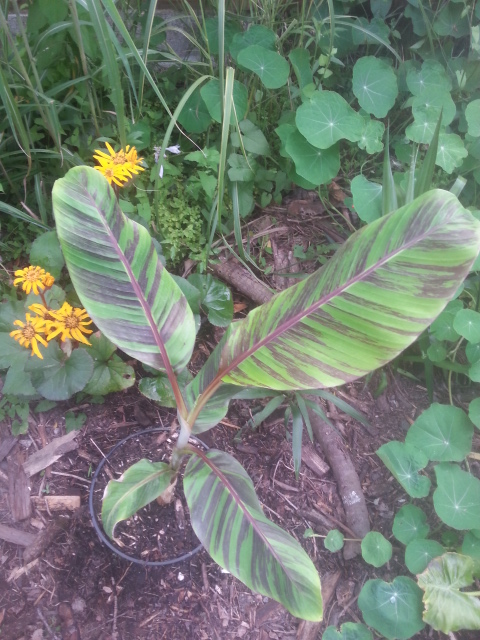 musa sikkinensis (bengal tiger)