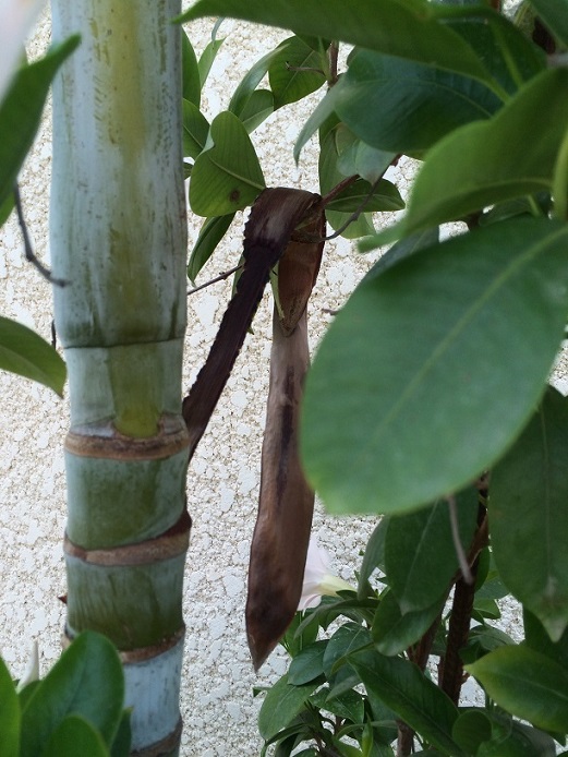 dypsis elegans 2.JPG