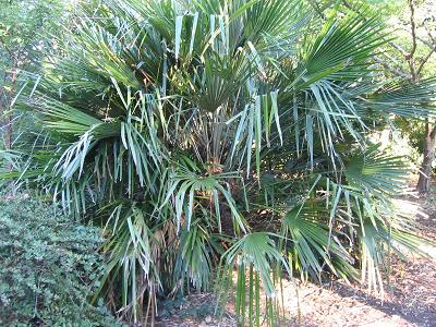 Rhapidophyllum du JB de Raleight