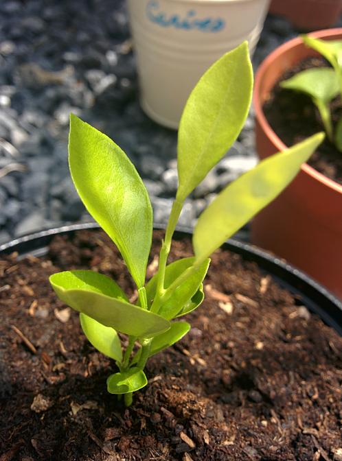 Plante 2: oranger ou pamplemousse?