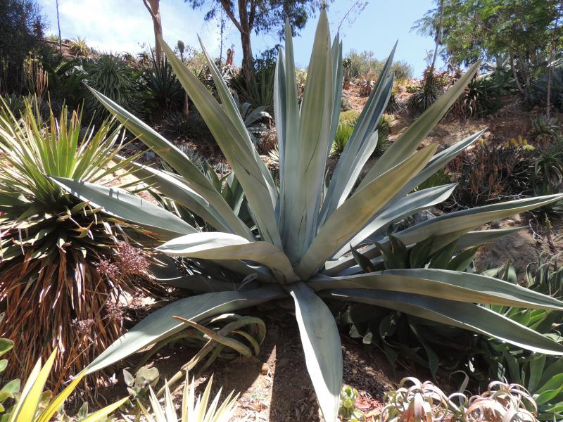 Agave%20huge%20stiff%20toothless%20rsn.jpg