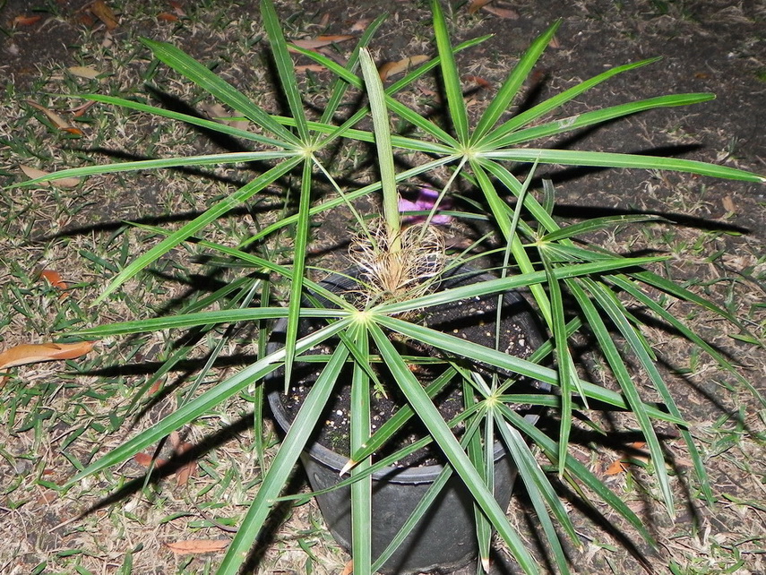 Coccothrinax crinita 01.JPG