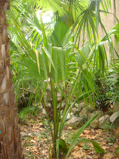 Sabal maritima