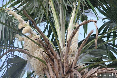 Une magnifique floraison d'un  blanc mat.jpg