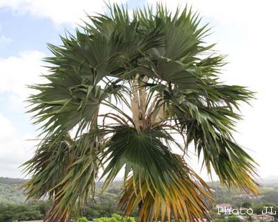 Très belles feuilles palmées contrastées, très résistantes aux alizés, d'un vert foncé vernissé dessus et argentées dessous.jpg