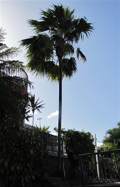 En 2015, Le palmier à balai de José a déjà atteint plus de 10 mètres et domine son petit domaine qui est très exposé au vent. En 2007 il a parfaitement résisté à l'ouragan Dean!.jpg
