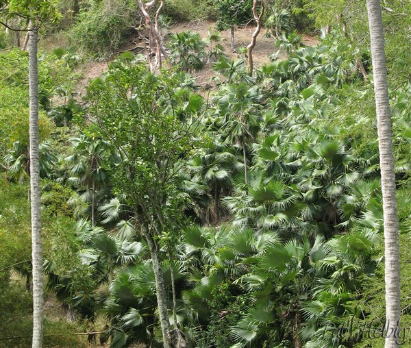 Le Coccothrinax à l'état naturel forme de beaux peuplements très décoratifs dans les régions sèches.jpg