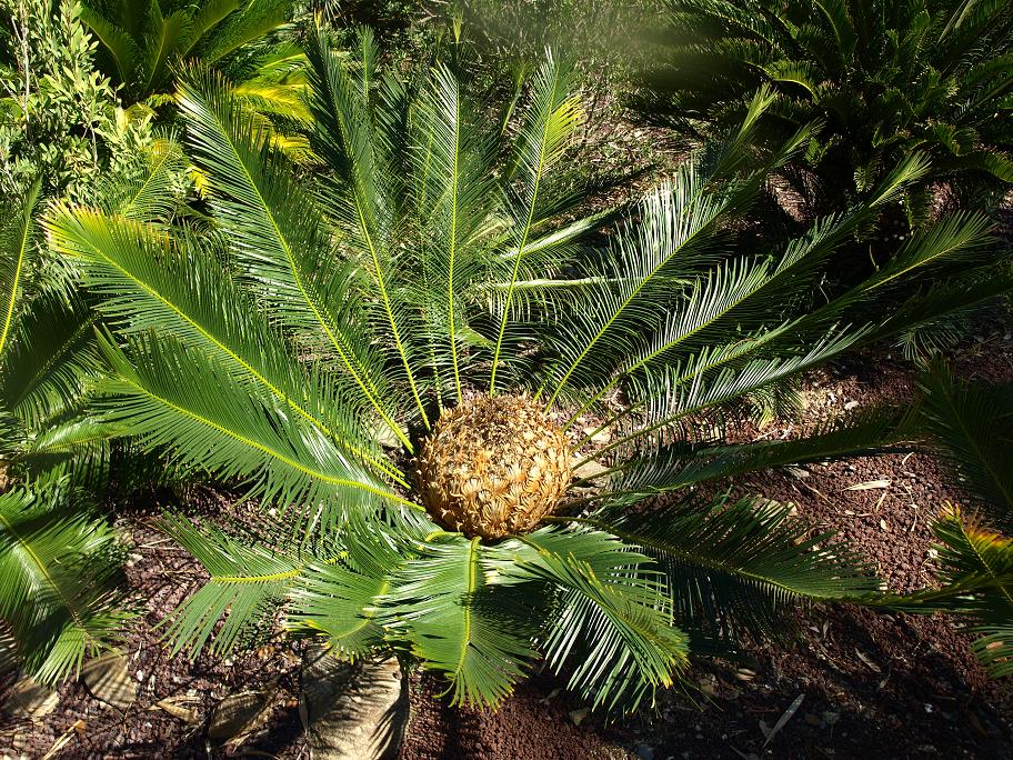 Cycas panzhihuaensis