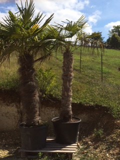 voici mes 2 palmiers; celui qui n'est pas en forme est celui de droite