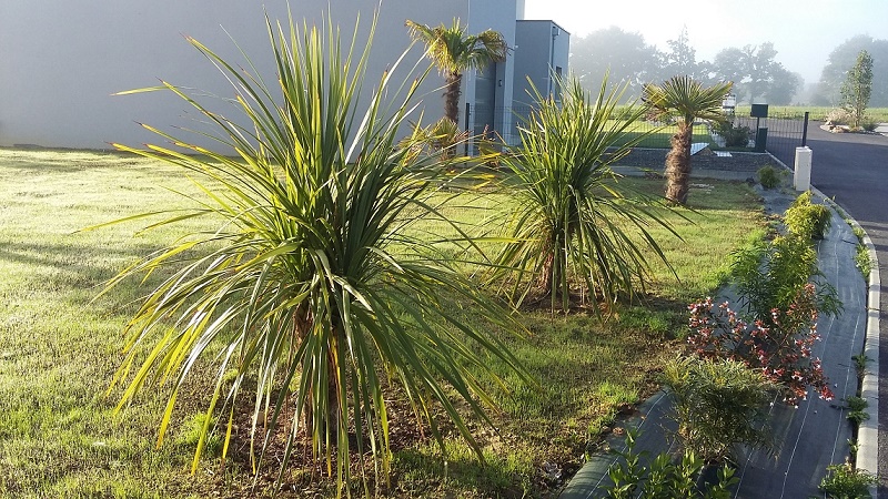 Cordylines australis et trachycarpus fortunei