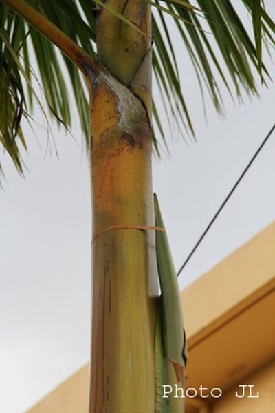 4 Maintien naturel de l'inflorescence et sa spathe le long du stipe après la chute de la palme sèche et de son manchon -11 11 2014.jpg