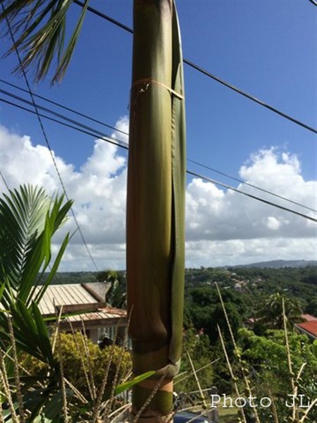 7 Le lien maintient fermement la spathe tant que l'inflorescence n'est pas développée  13 08 2015.jpg