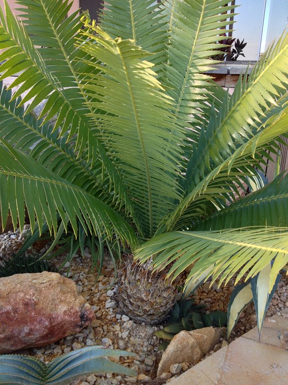 Dioon spinulosum octo 15.JPG