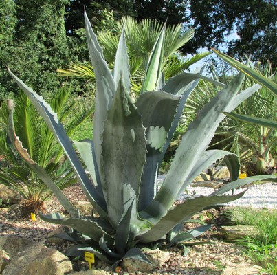 agave americana (Copier).JPG