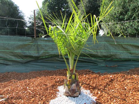 butia eriospatha (Copier).JPG