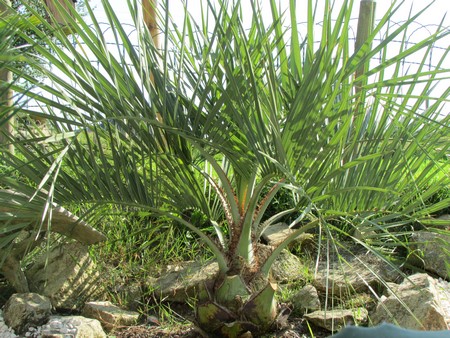 butia odorata (Copier).JPG