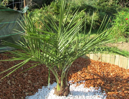 jubaea chilensis (Copier).JPG