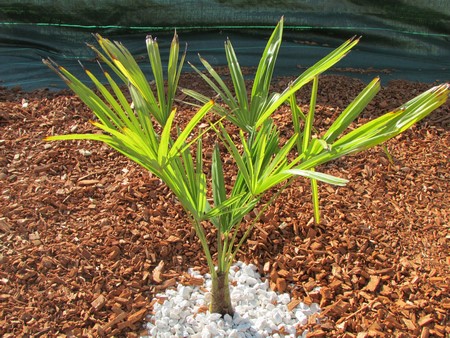 trachycarpus fortunei (Copier).JPG