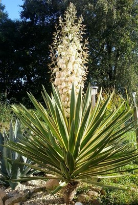 yucca aloifolia fleur (Copier).jpg