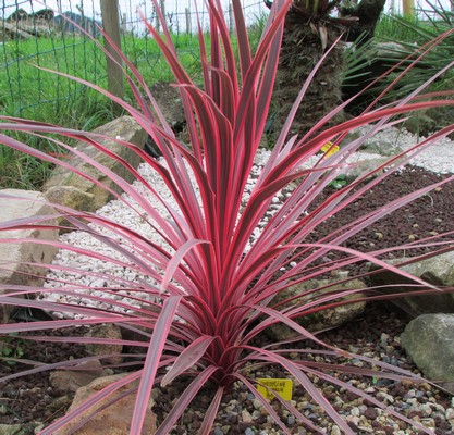 cordyline charlie boys (Copier).JPG