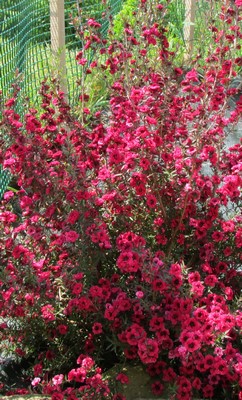 lepto red damask fleur (Copier).JPG