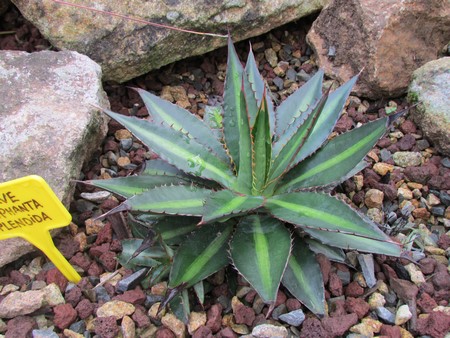 agave lophanta splendida (Copier).JPG